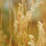 ”フランス語の言い回しは難しいけどシャレオツだ