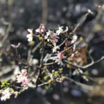 日本に来た外国人の思い出の1ページに♡