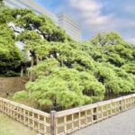 2回目の浜離宮恩賜庭園ガイド！さて結果は如何に？