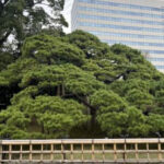 いやぁ～歩いた ！歩いた！初めての歌舞伎座方面ルート