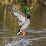 寒さが厳しい日⛄フランス語で何という？