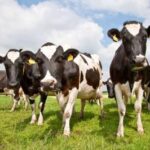 ”牛🐄”がいないパリ国際農業市